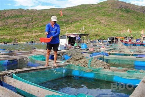 Bình Định: Tăng cường quản lý hoạt động nuôi thủy sản trên biển