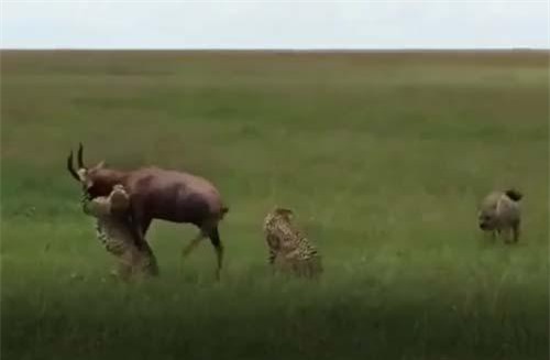 CLIP: 'Bóng đen' bất ngờ giải cứu linh dương thoát khỏi đàn báo săn