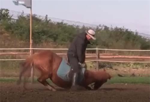 CLIP: Chú ngựa 'láu cá' nhất thế giới, có người cưỡi là lăn đùng ra giả chết