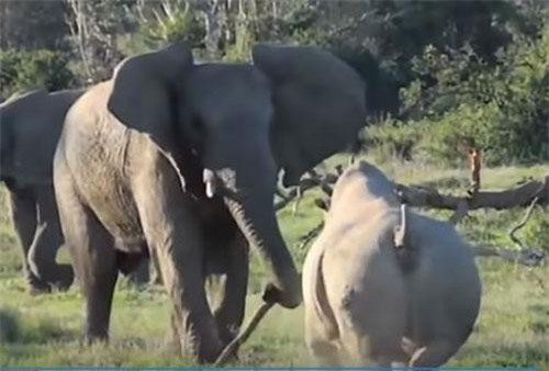 CLIP: Màn đối đầu cực kỳ gay cấn giữa voi và tê giác