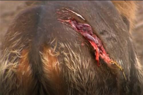 CLIP: Nai sừng xám 'vật lộn' với cá sấu giành sự sống