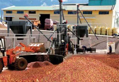 Cần nhiều giải pháp để cà phê Việt 'cất cánh'
