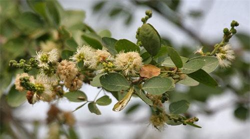 Chữa bệnh ngoài da, tiểu đường nhờ cây me nước