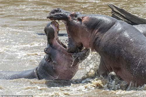 Cuộc chiến máu lửa của hai chú hà mã đực tại Kenya