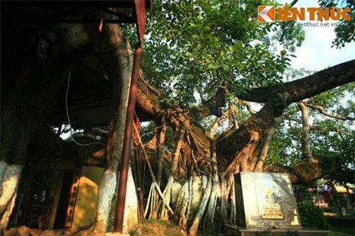 Điểm mặt những cây cổ thụ nhiều thân kỳ lạ nhất Việt Nam