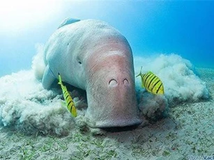 Điều ít biết về cá cúi quý hiếm có ngực giống phụ nữ