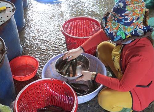 Đồng Tháp: Chợ cá đồng khan hiếm hàng