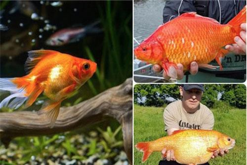 Giải mã cá vàng hiền lành trong bể 'biến hình' thành 'quái vật' khổng lồ