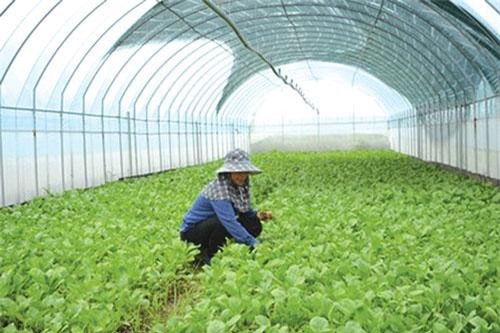 Hà Nội: Điểm sáng trong xây dựng HTX phát triển vững mạnh