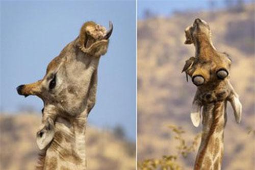 Hươu cao cổ 'nổi đóa' vì chim bắt ve lởn vởn