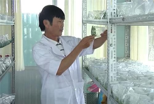 Lão nông Lâm Đồng kiếm tiền tỷ nhờ ươm giống nuôi cấy mô