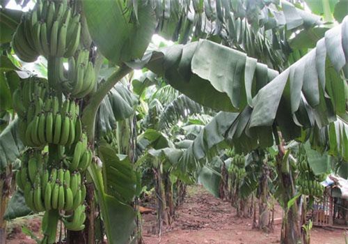 Liên kết thuê đất trồng chuối thu lãi 1,5 tỷ đồng mỗi/năm