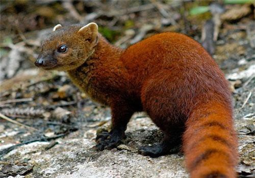 Loài cầy có đuôi lạ không tưởng, 'khoái' ăn rắn kịch độc