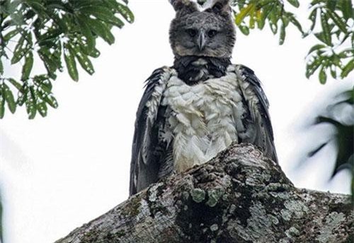 Loài đại bàng lớn nhất thế giới có hình dáng giống con người hóa trang