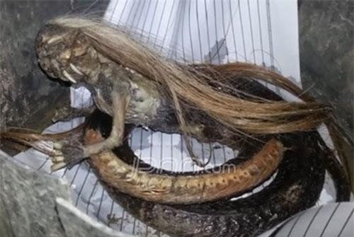 Phát hiện sinh vật mình rắn đầu quỷ, có tóc như người gây hoang mang dư luận