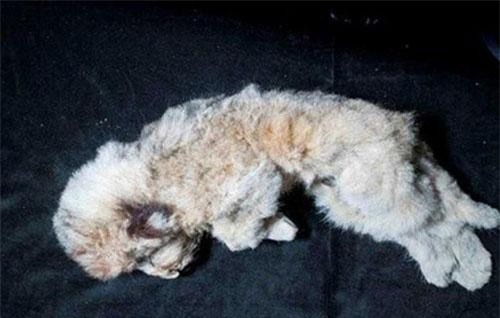 Phát hiện xác sư tử con sau 44.000 năm chôn vùi dưới băng vĩnh cửu, còn nguyên vẹn từ hình dáng tới bộ lông