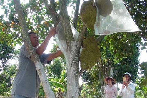 Phú Yên: Trồng thứ mít lạ không hạt trên đồi hoang, ai ngờ kiếm bộn tiền