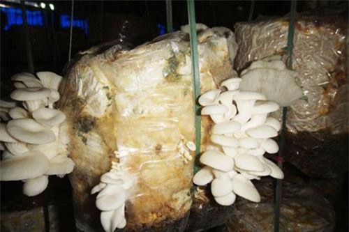 Quảng Nam: Thành lập HTX để khởi nghiệp