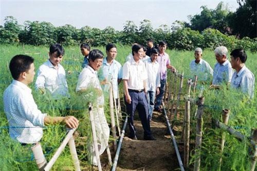 Quảng Ngãi: Triển vọng cây măng tây xanh