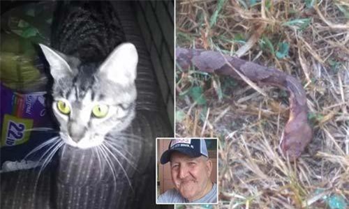 Rắn cực độc chết thảm khi mò vào bếp giữa đêm