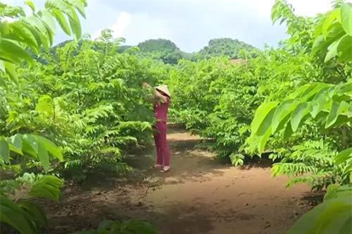 Sơn La: Nông dân làm giàu từ trồng na theo tiêu chuẩn Vietgap