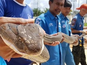'Thót tim' với cảnh truy bắt rắn hổ chúa dài 4 m trong ống cống