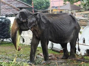 Voi gầy trơ xương vẫn phải diễu hành ở Sri Lanka qua đời