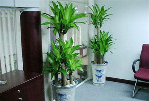 6 loại cây vừa hút kiệt bức xạ lại đại phú quý, đặt đâu tiền chảy ào về đó