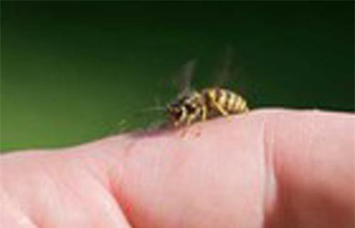 6 mẹo trị vết ong đốt tức thời