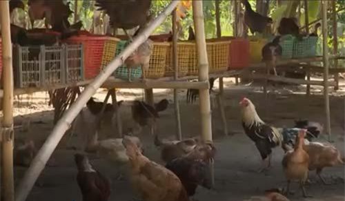 An Giang: Thoát nghèo từ mô hình nuôi gà thả vườn