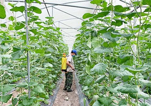 Bình Dương: Khởi nghiệp thành công với dưa lưới