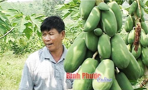 Bình Phước: Vườn trồng '5 trong 1'-mỗi năm lãi 800 triệu