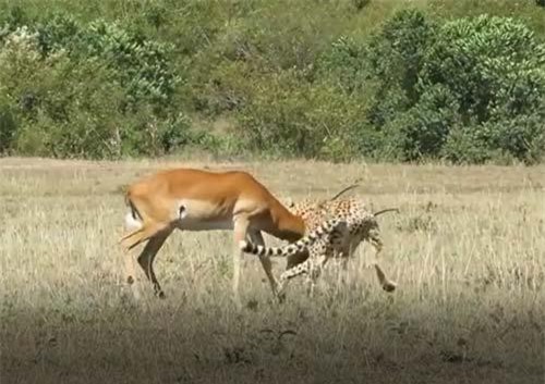 CLIP: Báo săn đoạt mạng linh dương Impala