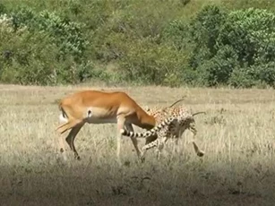 CLIP: Báo săn đoạt mạng linh dương Impala