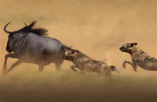 CLIP: Chó hoang truy sát linh dương đầu bò và cái kết