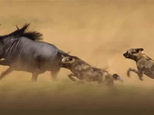 CLIP: Chó hoang truy sát linh dương đầu bò và cái kết