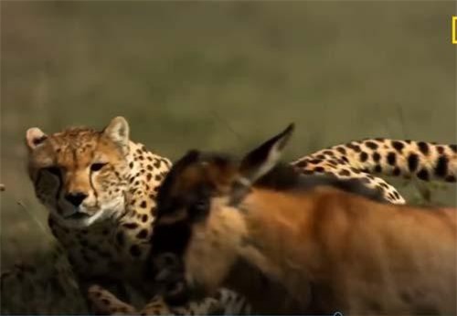 CLIP: Tấn công linh dương đầu bò, báo săn suýt trả giá đắt