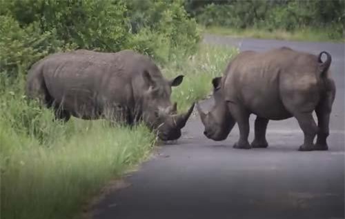 CLIP: Tê giác đực nổi điên, tấn công đồng loại