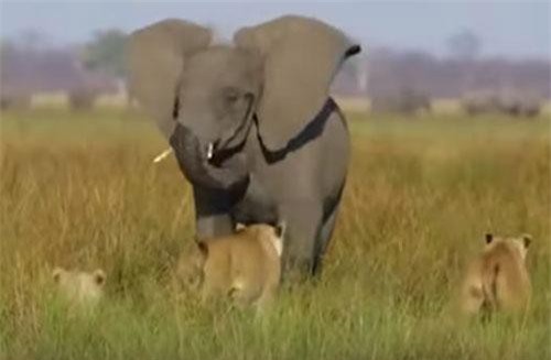 CLIP: Voi mẹ hung dữ bảo vệ con khỏi bầy sư tử khát mồi