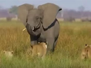 CLIP: Voi mẹ hung dữ bảo vệ con khỏi bầy sư tử khát mồi