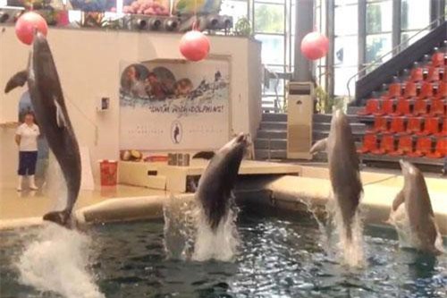 Cá heo con chết vì làm việc quá sức gây phẫn nộ