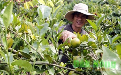 Đắk Nông: Cho cà phê ở ghép với quýt, mới nghe cứ tưởng trồng 'nhăng nhít'