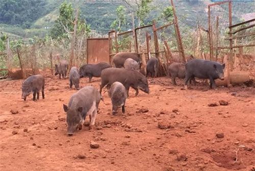 Đắk Nông: Làm giàu từ mô hình nuôi heo rừng lai