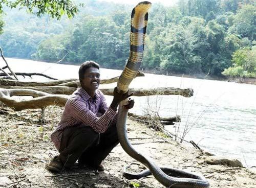 'Dị nhân' coi rắn độc như con, chinh phục toàn 'quái thú'