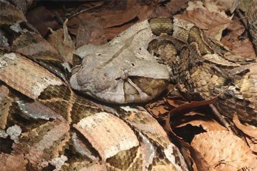 'Dựng tóc gáy' nhìn rắn kịch độc nặng hơn 20kg, nanh 5cm kỳ dị