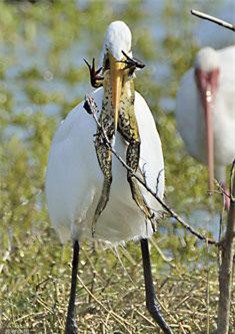 Ếch đồng gan lỳ, bị cò nuốt nửa người phản kháng ác liệt