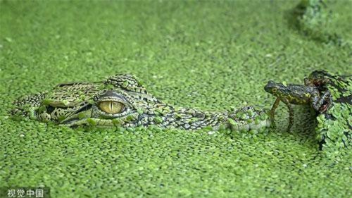 Ếch to gan nhảy thẳng đầu cá sấu khổng lồ trêu ngươi