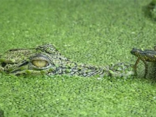 Ếch to gan nhảy thẳng đầu cá sấu khổng lồ trêu ngươi