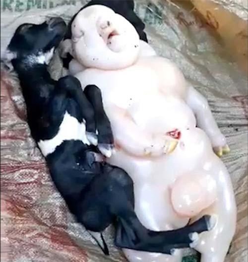 Hoảng hồn cả làng ầm ầm xem dê đẻ ra 'quái thú' nửa người nửa lợn