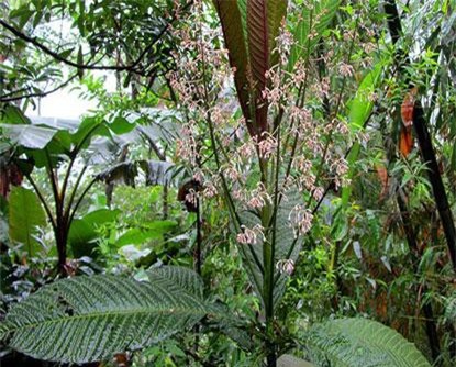 Khám phá 'độc' về cây lá khôi chữa dạ dày ở Việt Nam